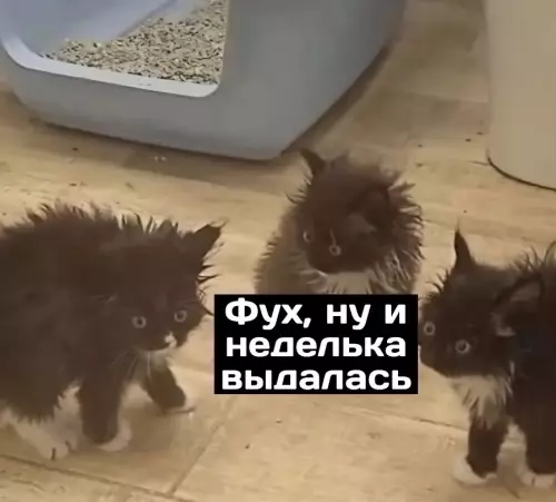 Смешная картинка №696745