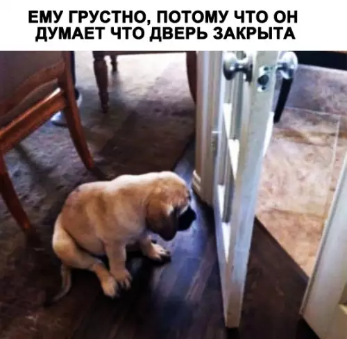 Смешная картинка №284888