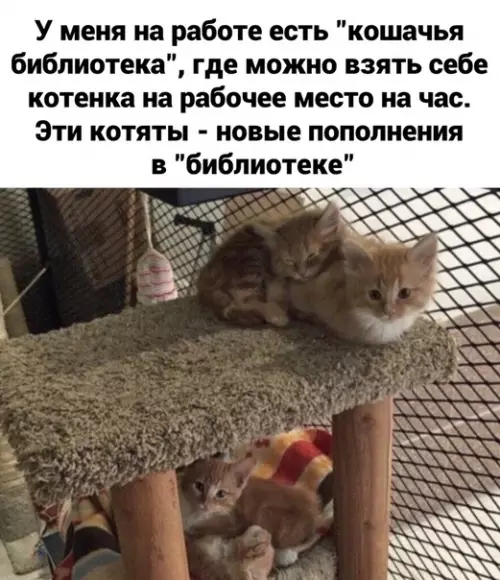 Смешная картинка №464508
