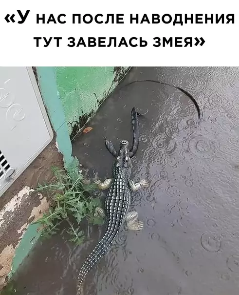 Смешная картинка №592488 австралия