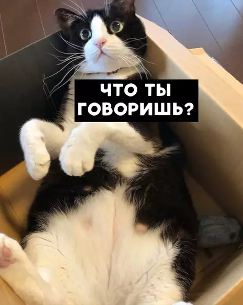 Смешная картинка №469432 Когда психанул и отправил кота работать