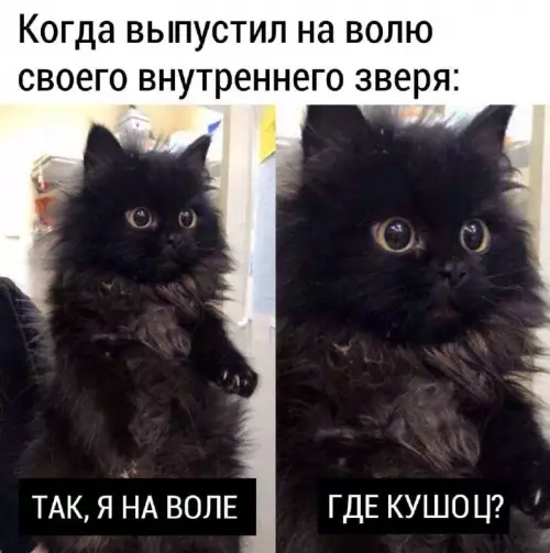 Смешная картинка №725659 коты