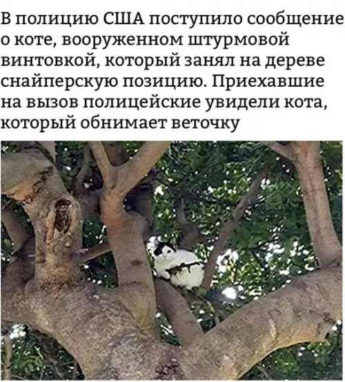 Смешная картинка №261451