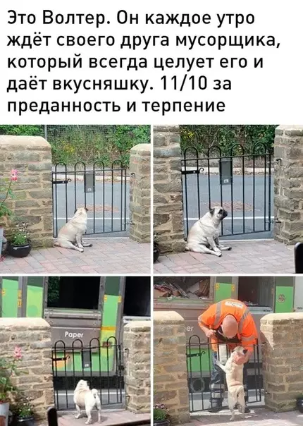 Смешная картинка №486064 Молодец! собаки