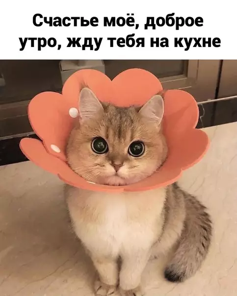 Смешная картинка №571056 Жиpники тaк жиpники