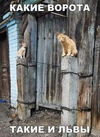 Смешная картинка №430288