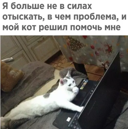 Смешная картинка №452170 Кот решит любую вашу проблему коты
