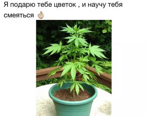 Смешная картинка №239228