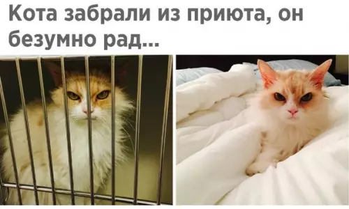 Смешная картинка №474347 По нему прям видно