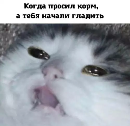 Смешная картинка №739060 За что? Коты