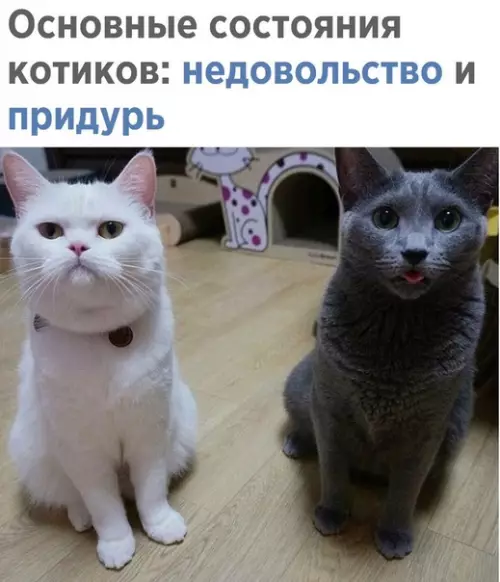 Смешная картинка №301966