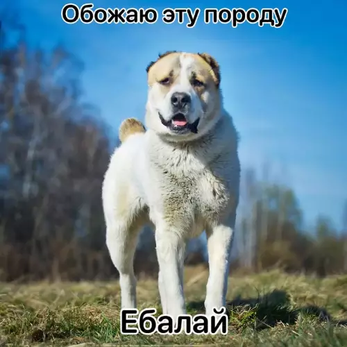 Смешная картинка №685947