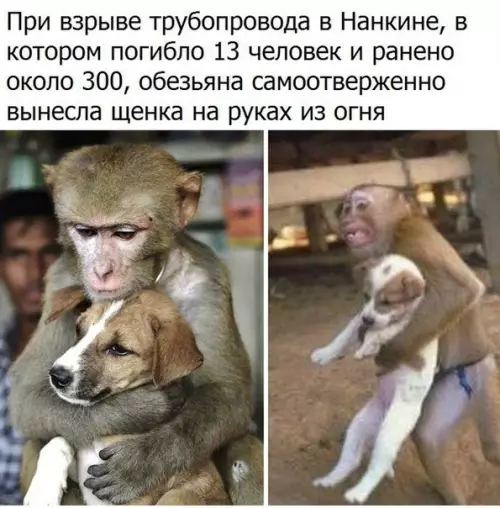 Смешная картинка №227825