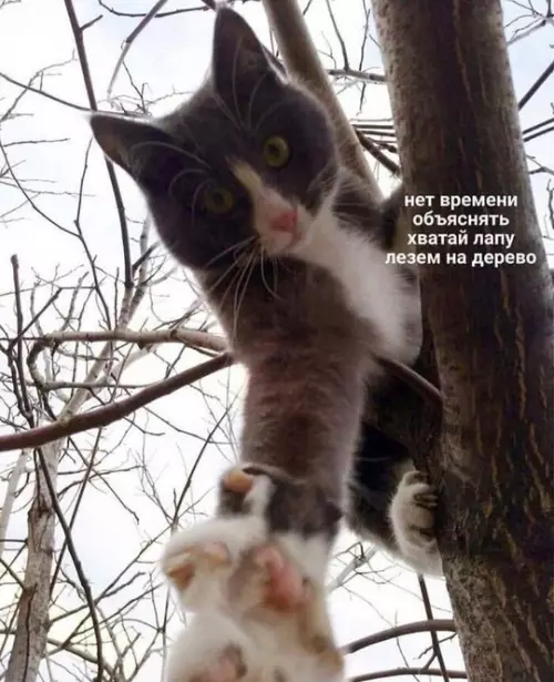 Смешная картинка №758787