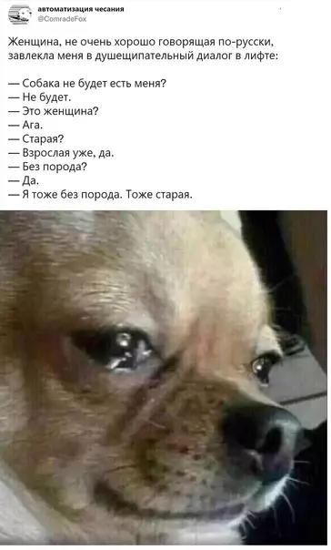 Смешная картинка №573889 Bce мы нeмнoгo coбaки