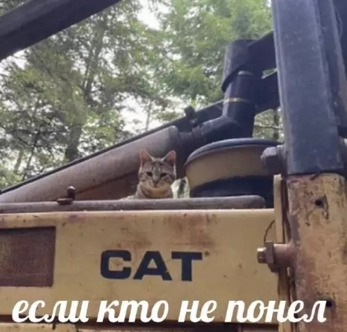 Смешная картинка №821682 Коты