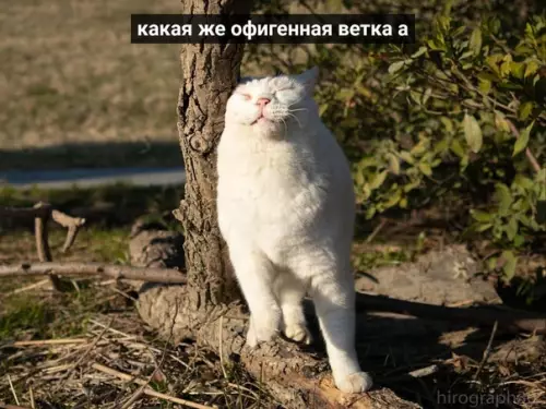 Смешная картинка №470766 Главное в жизни - уметь радоваться мелочам кошки