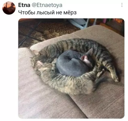 Кошачий обогреватель: уровень профи! 🐈🔥 - Чтобы лысый не мёрз
