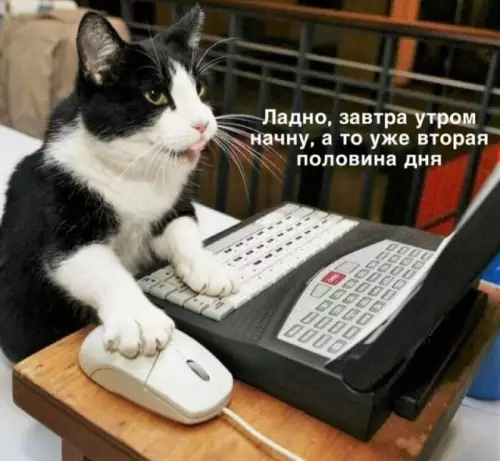 Смешная картинка №675489 Рабочий день начался, а я уже все коты