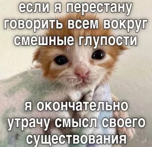 Кот в депресии 😿 Грустная милота - если я перестану говорить всем вокруг смешные глупости я окончательно