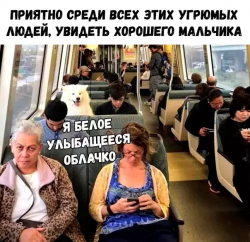 Смешная картинка №338521 Собаки