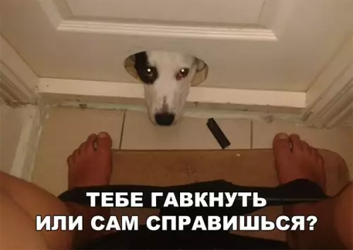 Смешная картинка №279998 собаки, туалет