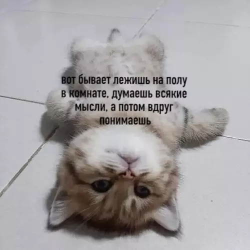 Смешная картинка №499158 Настроение: