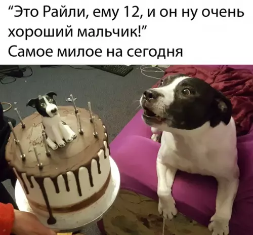 Смешная картинка №485017 собаки