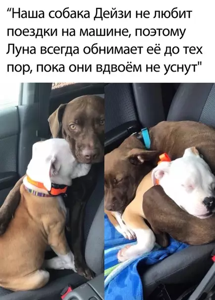 Смешная картинка №506262