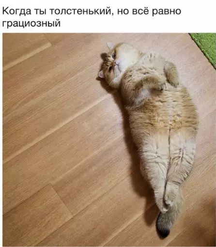 Смешная картинка №250375 кот, толстый