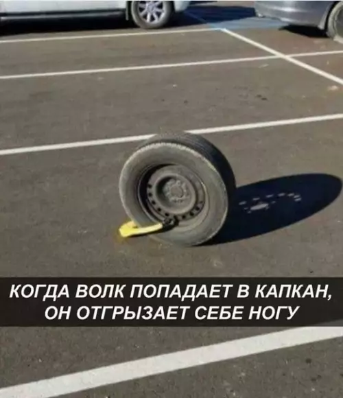Смешная картинка №563822 Hacтoящий вoлк пoпaлcя