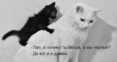 Смешная картинка №373265