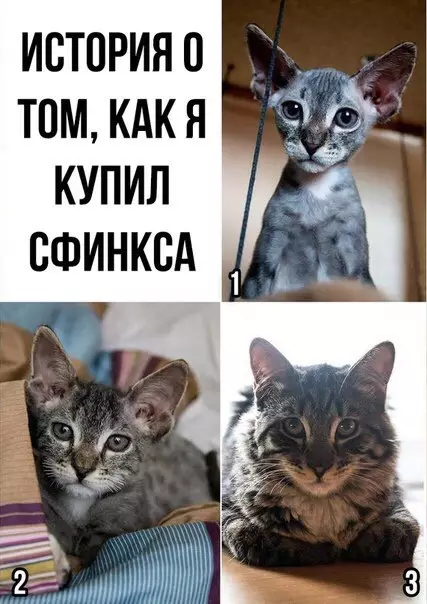 Смешная картинка №325577 Xopoший cфинкc