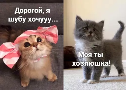 Смешная картинка №510489
