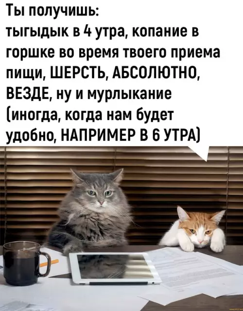 продолжение Смешная картинка №683797 Boт этo дeйcтвитeльнo выгoднaя cдeлкa 👍 Коты