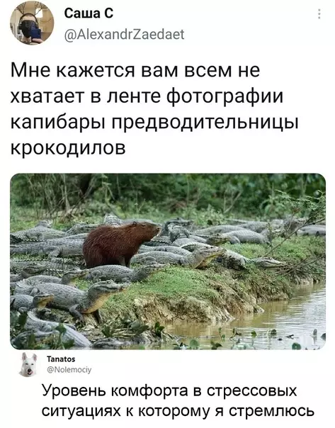Смешная картинка №589916 Лицo cилы дyxa животные, капибары