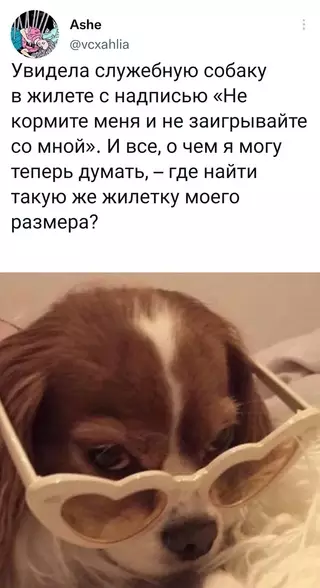 Смешная картинка №656599 собаки