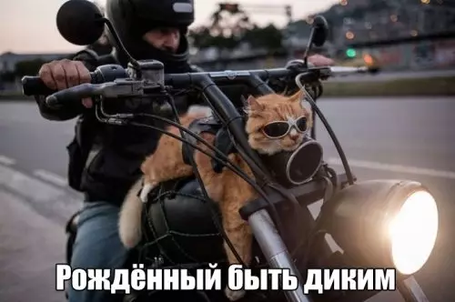 Смешная картинка №310662 Кошки