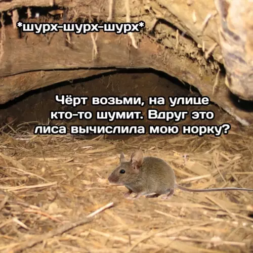 Смешная картинка №589472 The Norka