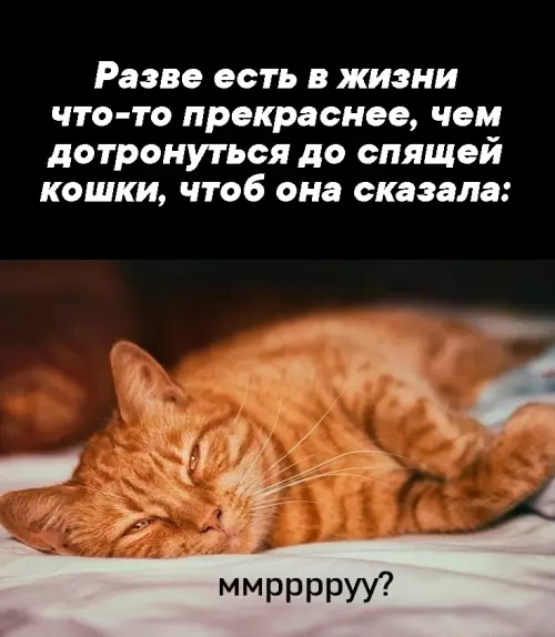 Самый милый звук в мире 🐈✨ - Разве есть в жизни что-то прекраснее, чем дотронуться до спящей