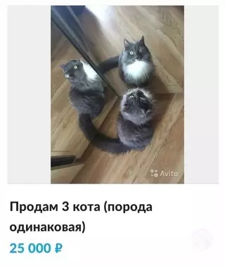 Смешная картинка №693765