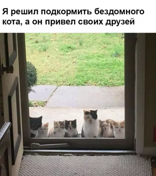 Смешная картинка №346978 кошки