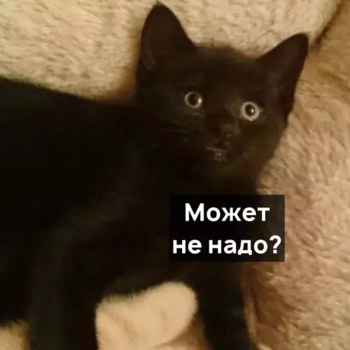 Смешная картинка №541781 Когда решил быть нормальным