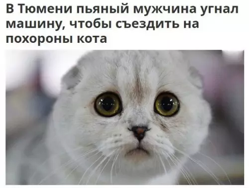 Смешная картинка №178153 Мой герой кот, мужик