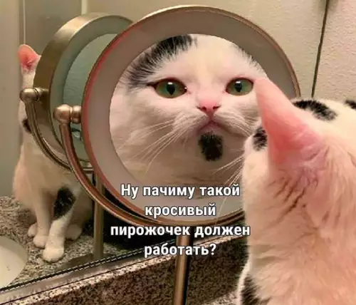 Смешная картинка №749169 Пачиму