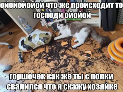 Кот-детектив и разгром в квартире 🙀🪴 - ОЙОЙОЙОЙОЙ ЧТО ЖЕ ПРОИСХОДИТ ТО ГОСПОДИ ОЙОЙОЙ ГОРШЕЧЕК КАК ЖЕ