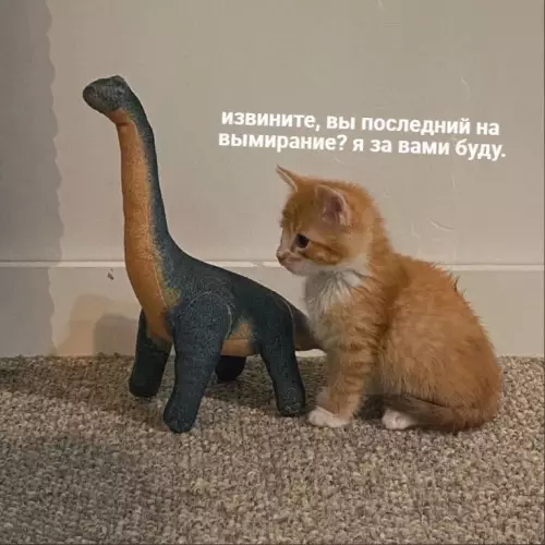 Смешная картинка №676184