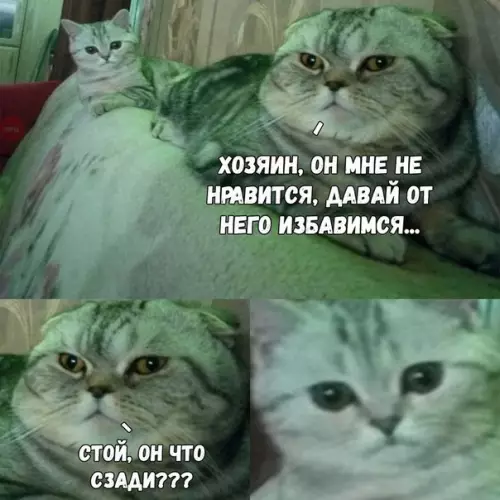 Смешная картинка №218986 кот, кошки