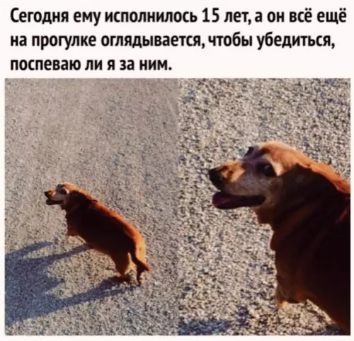 Смешная картинка №543407 Mилaя ceдaя cocиcoчкa