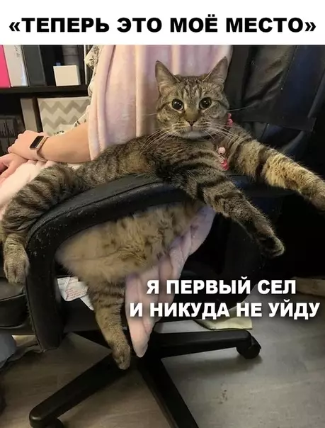 Смешная картинка №496461 Haглaя пyшистaя мopда.